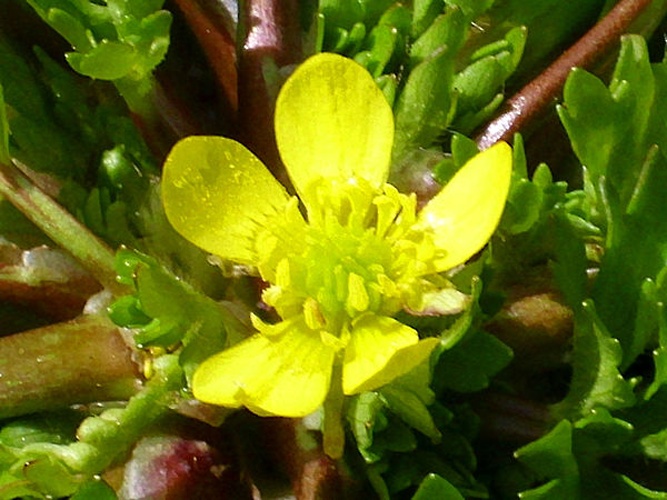 Ranunculus trilobus © <a href="//commons.wikimedia.org/wiki/User:Javier_martin" title="User:Javier martin">Javier martin</a>