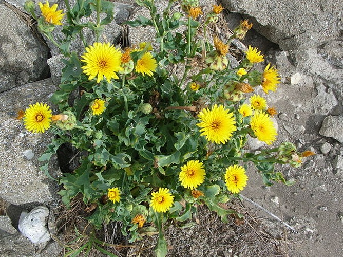 Reichardia picroides &copy; <a rel="nofollow" class="external text" href="http://www.hear.org/starr/">Forest &amp; Kim Starr</a>