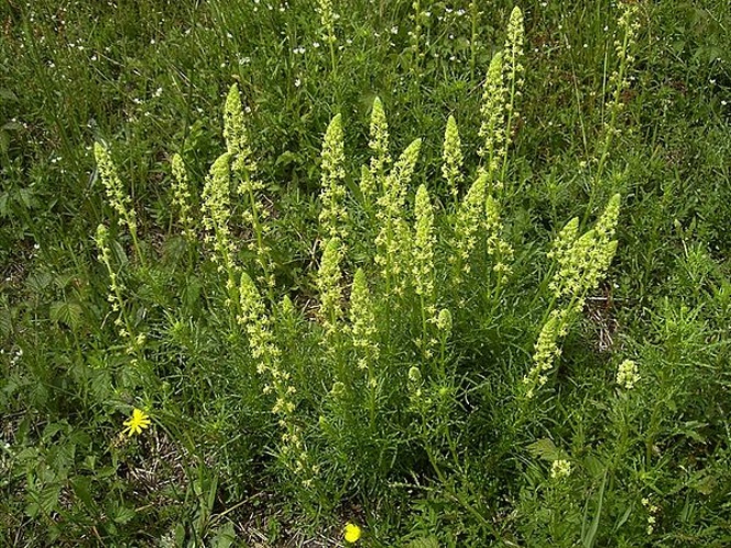 Reseda lutea &copy; <a href="https://en.wikipedia.org/wiki/nl:User:TeunSpaans" class="extiw" title="w:nl:User:TeunSpaans">TeunSpaans</a> at <a href="https://en.wikipedia.org/wiki/nl:" class="extiw" title="w:nl:">Dutch Wikipedia</a>