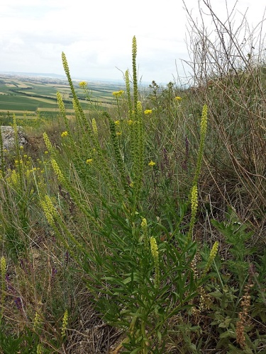 Reseda luteola © <a href="//commons.wikimedia.org/wiki/User:Stefan.lefnaer" title="User:Stefan.lefnaer">Stefan.lefnaer</a>