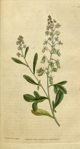 Reseda odorata © <bdi><a href="https://en.wikipedia.org/wiki/en:James_Sowerby" class="extiw" title="w:en:James Sowerby">James Sowerby</a>
</bdi>