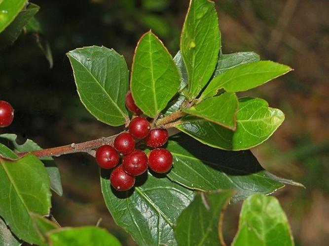 Rhamnus alaternus © <a href="//commons.wikimedia.org/wiki/User:Hectonichus" title="User:Hectonichus">Hectonichus</a>