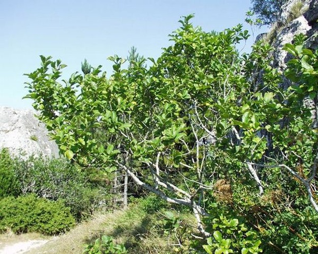 Rhamnus alpina &copy; H Brisse (upload by Abalg)