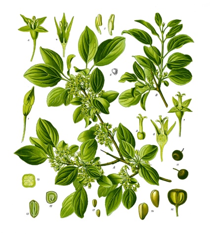 Rhamnus cathartica &copy; Köhler, F. E. (Franz Eugen)