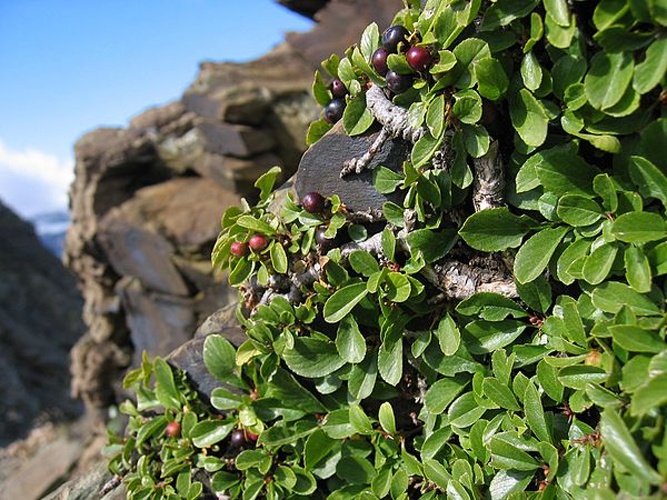 Rhamnus pumila &copy; <a href="//commons.wikimedia.org/wiki/User:Tigerente" title="User:Tigerente">User:Tigerente</a>