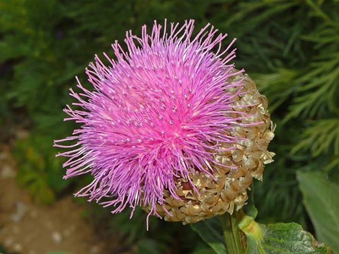 Rhaponticum heleniifolium © <a href="//commons.wikimedia.org/wiki/User:Hectonichus" title="User:Hectonichus">Hectonichus</a>