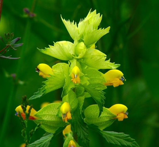 European yellow rattle &copy; <a href="//commons.wikimedia.org/w/index.php?title=User:Enrico_Blasutto&amp;action=edit&amp;redlink=1" class="new" title="User:Enrico Blasutto (page does not exist)">Enrico Blasutto</a>