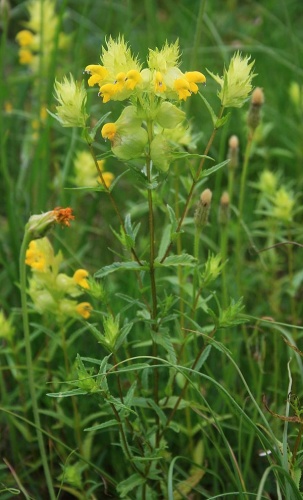 Rhinanthus glacialis &copy; <a href="//commons.wikimedia.org/wiki/User:Franz_Xaver" title="User:Franz Xaver">Franz Xaver</a>