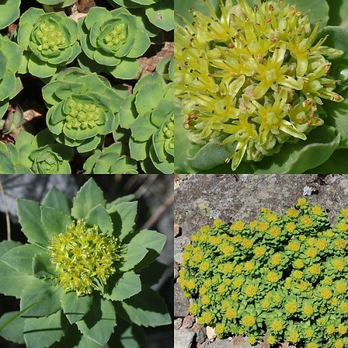 Rhodiola rosea &copy; <a href="//commons.wikimedia.org/wiki/User:Alpsdake" title="User:Alpsdake">Alpsdake</a>