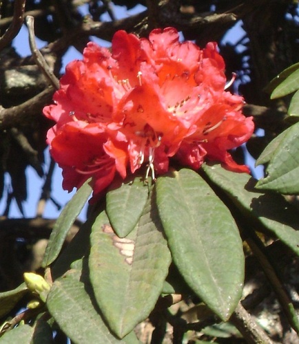 Rhododendron arboreum © <a href="//commons.wikimedia.org/wiki/User:Marcus334" title="User:Marcus334">Marcus334</a>