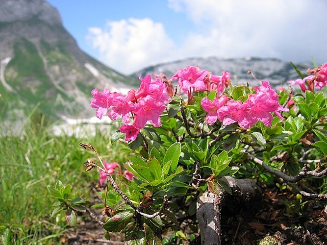 hairy rhododendron © <a href="//commons.wikimedia.org/wiki/User:Tigerente" title="User:Tigerente">User:Tigerente</a>