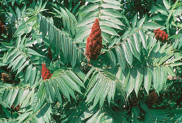 Rhus typhina &copy; The original uploader was <a href="https://en.wikipedia.org/wiki/User:Muggwort17" class="extiw" title="wikipedia:User:Muggwort17">Muggwort17</a> at <a href="https://en.wikipedia.org/wiki/" class="extiw" title="wikipedia:">English Wikipedia</a>.