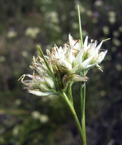 Rhynchospora alba © <a href="//commons.wikimedia.org/wiki/User:Zirpe~commonswiki" title="User:Zirpe~commonswiki">Elke Freese</a>