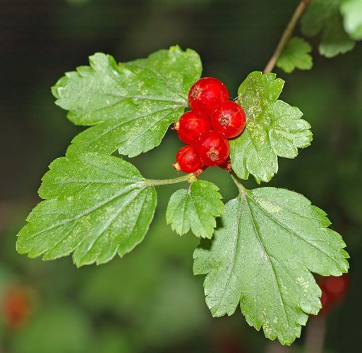 Ribes alpinum © <p>André Karwath aka <a href="//commons.wikimedia.org/wiki/User:Aka" title="User:Aka">Aka</a>
</p>