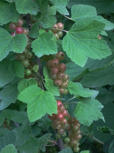 Ribes spicatum © <a href="//commons.wikimedia.org/wiki/User:4028mdk09" title="User:4028mdk09">4028mdk09</a>