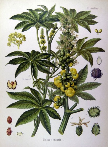 Ricinus communis &copy; Franz Eugen Köhler