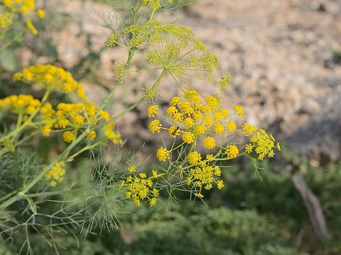 Ridolfia segetum © Gideon Pisanty (<a href="//commons.wikimedia.org/wiki/User:Gidip" title="User:Gidip">Gidip</a>) גדעון פיזנטי