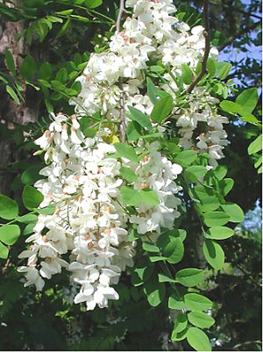 Robinia pseudoacacia &copy; <a href="https://en.wikipedia.org/wiki/User:Pollinator" class="extiw" title="wikipedia:User:Pollinator">Pollinator</a> at <a href="https://en.wikipedia.org/wiki/" class="extiw" title="wikipedia:">English Wikipedia</a>
