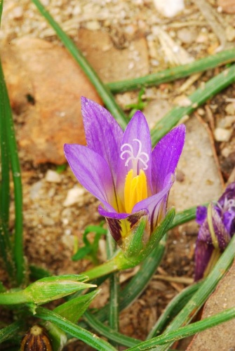 Romulea bulbocodium © <a rel="nofollow" class="external text" href="https://www.flickr.com/people/53556902@N00">Antonio</a> from Mijas, España