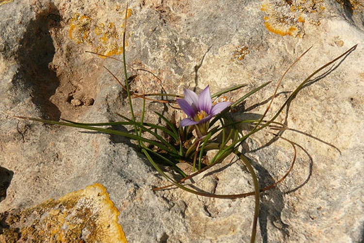 Romulea columnae © <a href="//commons.wikimedia.org/wiki/User:Haplochromis" title="User:Haplochromis">Haplochromis</a>