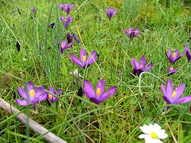 Romulea requienii © <a href="//commons.wikimedia.org/w/index.php?title=User:Fabiocarboni&amp;action=edit&amp;redlink=1" class="new" title="User:Fabiocarboni (page does not exist)">Fabiocarboni</a>