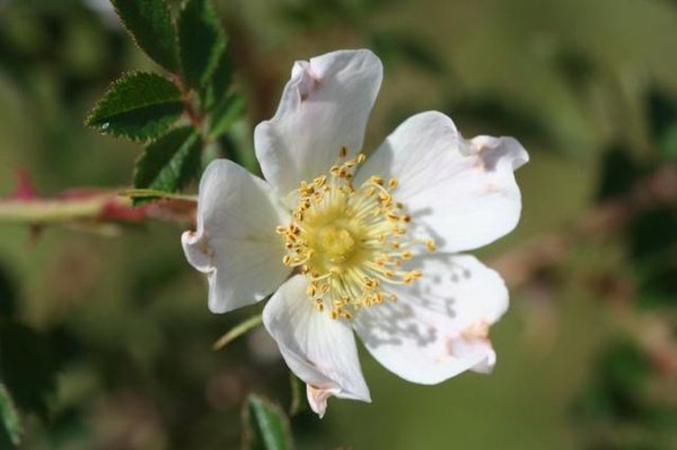 Rosa agrestis &copy; H Brisse (upload by Abalg)