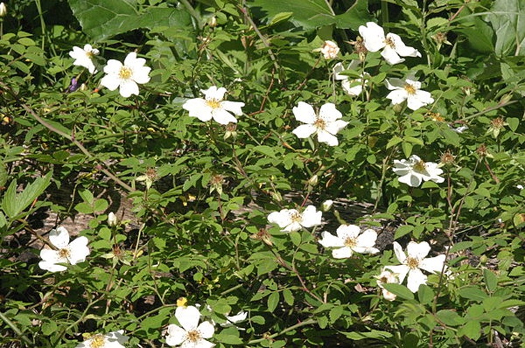 Rosa arvensis &copy; <a href="//commons.wikimedia.org/wiki/User:HermannSchachner" title="User:HermannSchachner">HermannSchachner</a>
