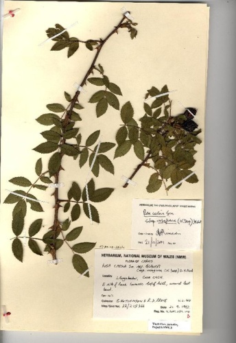 Rosa caesia &copy; G. Hutchinson and R.D. Pryce