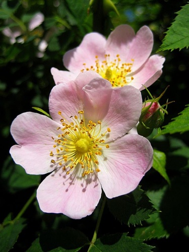 Rosa canina &copy; <a href="//commons.wikimedia.org/wiki/User:Roberta_F." title="User:Roberta F.">Roberta F.</a>