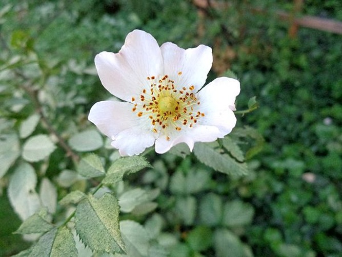 Rosa corymbifera &copy; <a href="//commons.wikimedia.org/wiki/User:AfroBrazilian" title="User:AfroBrazilian">AfroBrazilian</a>