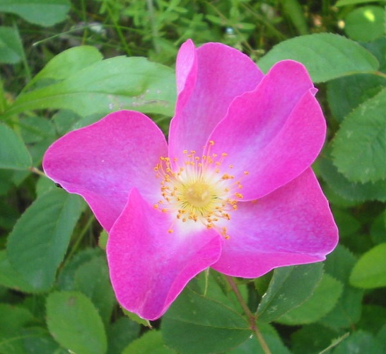 Rosa gallica &copy; 