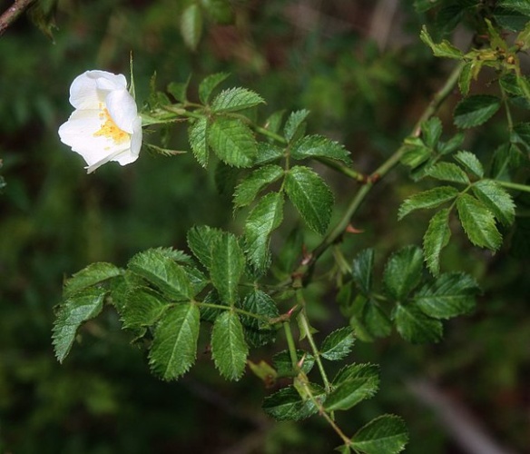 Rosa micrantha &copy; <a href="//commons.wikimedia.org/wiki/User:Franz_Xaver" title="User:Franz Xaver">Franz Xaver</a>