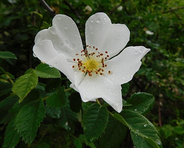 Rosa obtusifolia © <a href="//commons.wikimedia.org/wiki/User:Ruff_tuff_cream_puff" title="User:Ruff tuff cream puff">Ruff tuff cream puff</a>
