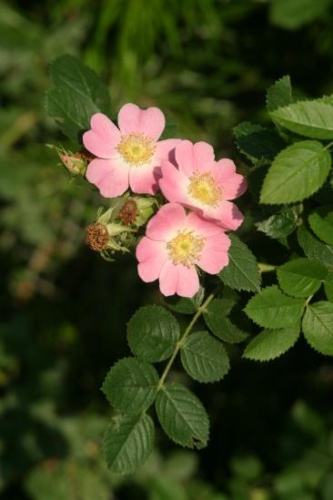 Rosa rubiginosa &copy; 
