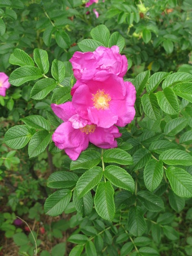 Rosa rugosa &copy; Qwert1234