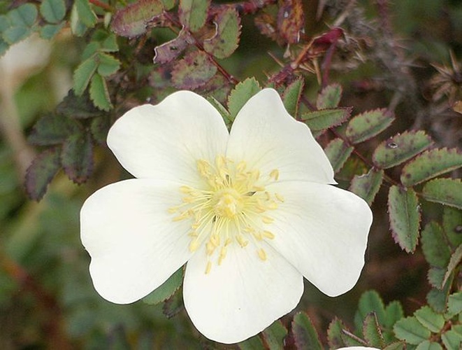 Rosa pimpinellifolia &copy; Velela