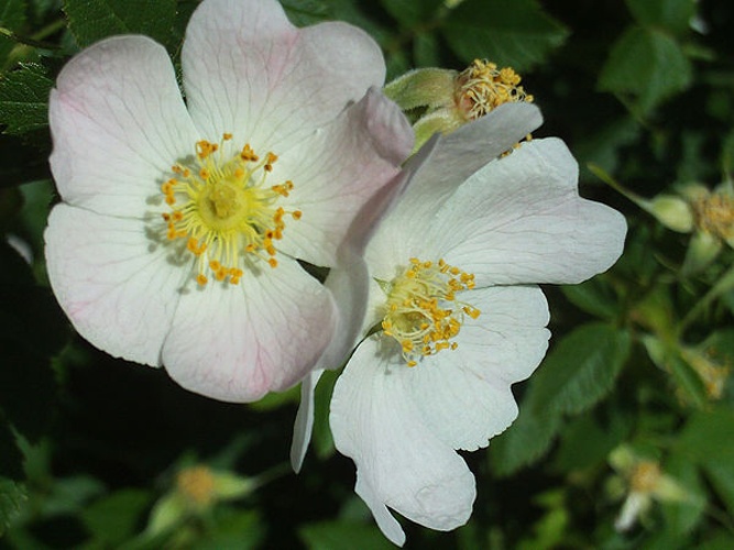 Rosa stylosa © <a href="//commons.wikimedia.org/wiki/User:Javier_martin" title="User:Javier martin">Javier martin</a>
