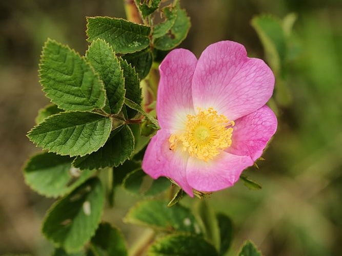 Rosa tomentosa © <a href="//commons.wikimedia.org/wiki/User:Biopics" title="User:Biopics">Hans Hillewaert</a>