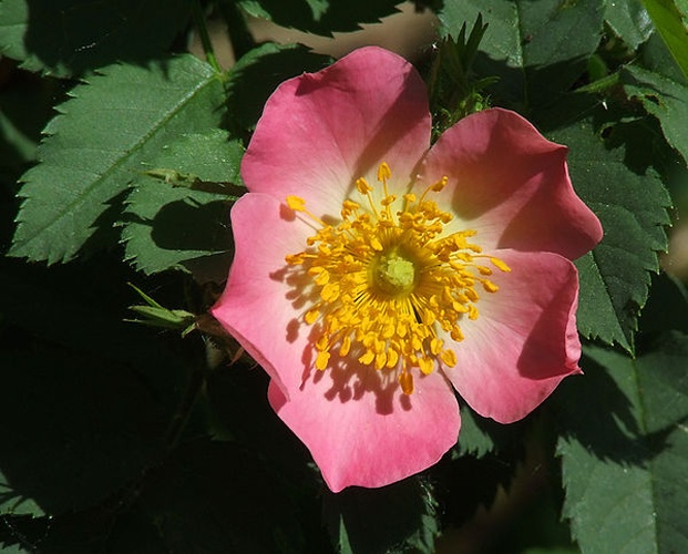 Rosa villosa &copy; <a href="//commons.wikimedia.org/wiki/User:Manfred_Heyde" title="User:Manfred Heyde">Manfred Heyde</a>