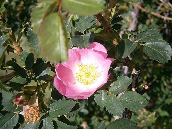 Rosa vosagiaca © <a href="//commons.wikimedia.org/wiki/User:Meneerke_bloem" title="User:Meneerke bloem">Meneerke bloem</a>