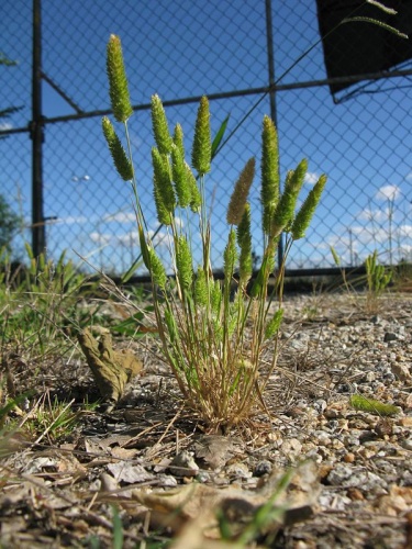 Rostraria cristata &copy; <a rel="nofollow" class="external text" href="https://www.flickr.com/people/73840284@N04">Harry Rose</a> from South West Rocks, Australia