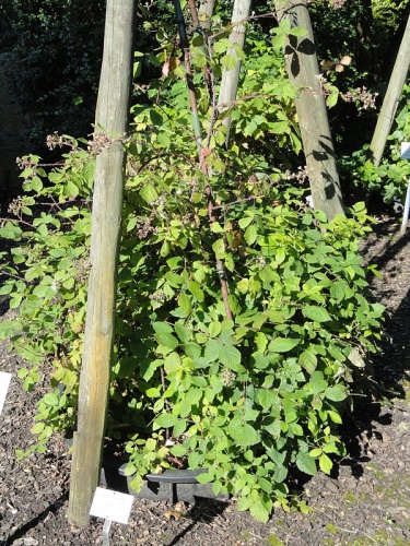 Rubus ferocior &copy; <a href="//commons.wikimedia.org/wiki/User:Daderot" title="User:Daderot">Daderot</a>