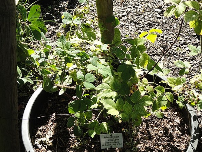 Rubus silvaticus © <a href="//commons.wikimedia.org/wiki/User:Daderot" title="User:Daderot">Daderot</a>