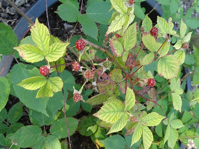 Rubus sulcatus © <a href="//commons.wikimedia.org/wiki/User:Daderot" title="User:Daderot">Daderot</a>