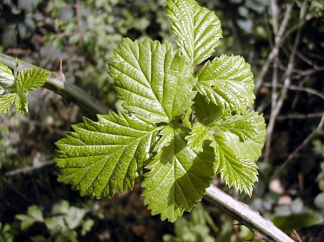 Rubus ulmifolius © No machine-readable author provided. <a href="//commons.wikimedia.org/wiki/User:David.gaya" title="User:David.gaya">David.gaya</a> assumed (based on copyright claims).