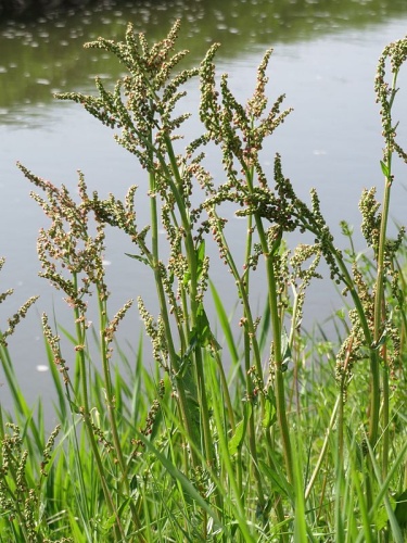 Sorrel &copy; <a href="//commons.wikimedia.org/wiki/User:AnRo0002" title="User:AnRo0002">AnRo0002</a>