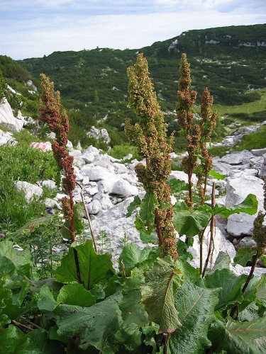 Rumex alpinus &copy; 