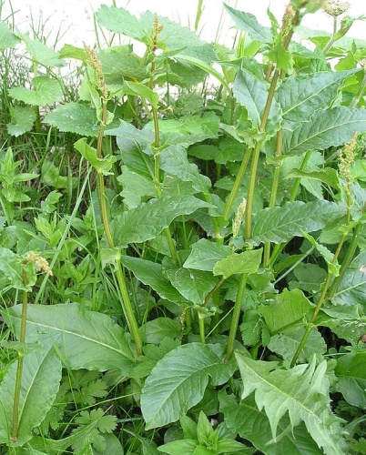 Rumex arifolius © <a href="//commons.wikimedia.org/wiki/User:Mbc" title="User:Mbc">Michael Becker</a>