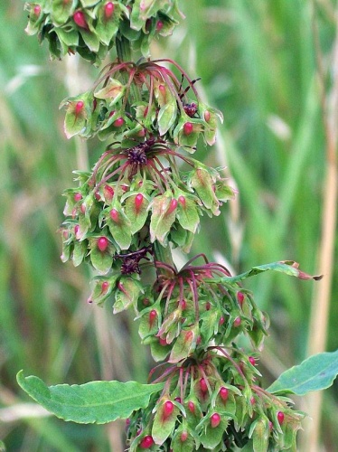Rumex conglomeratus &copy; <a href="//commons.wikimedia.org/wiki/User:AnemoneProjectors" title="User:AnemoneProjectors">AnemoneProjectors - Peter O'Connor</a> (<a href="//commons.wikimedia.org/wiki/User_talk:AnemoneProjectors" title="User talk:AnemoneProjectors"><span class="signature-talk">talk</span></a>; <a rel="nofollow" class="external text" href="https://www.flickr.com/photos/anemoneprojectors/">Flickr</a>)