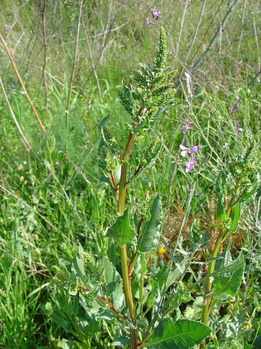 Rumex crispus © Retama